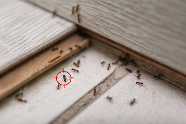 Best Cockroach Control Services  in Roslyn, NY